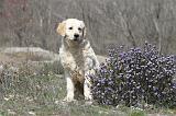 GOLDEN RETRIEVER 435